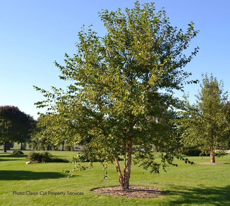 River-Birch