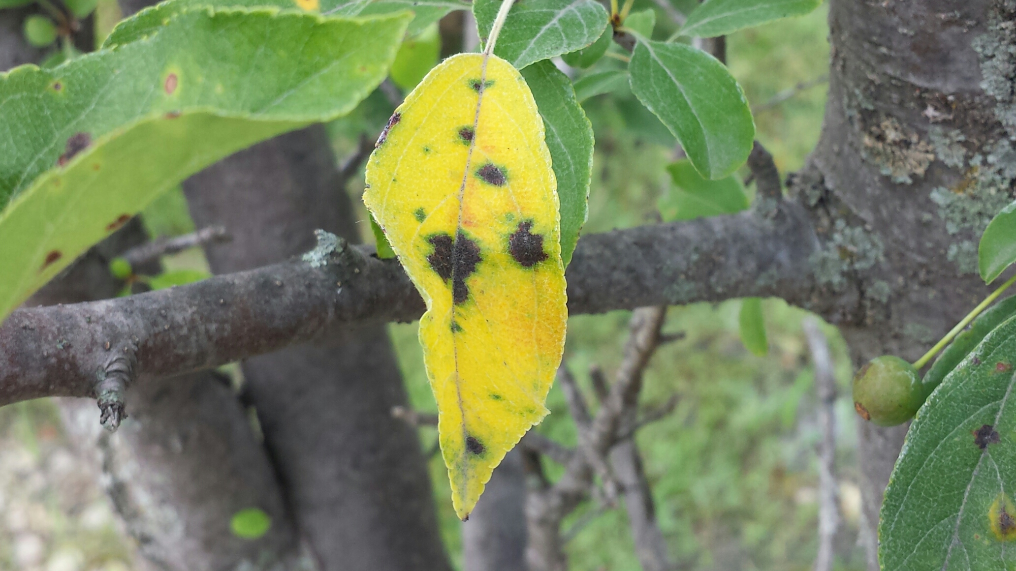 control-apple-scab-fungus-to-preserve-crabapple-trees-o-donovan-son