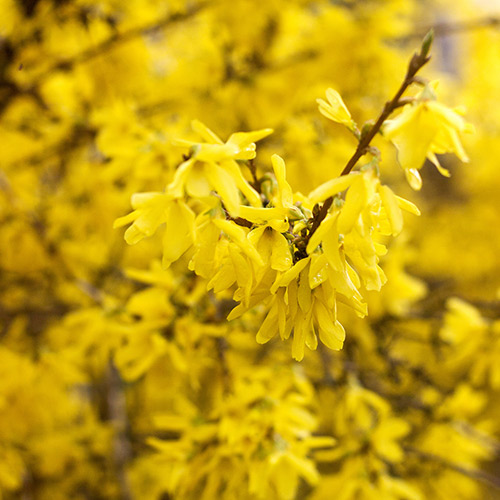 Forsythia