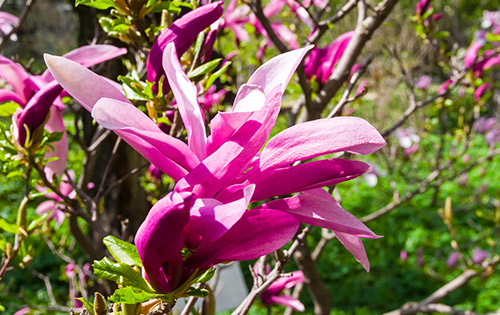 Magnolia