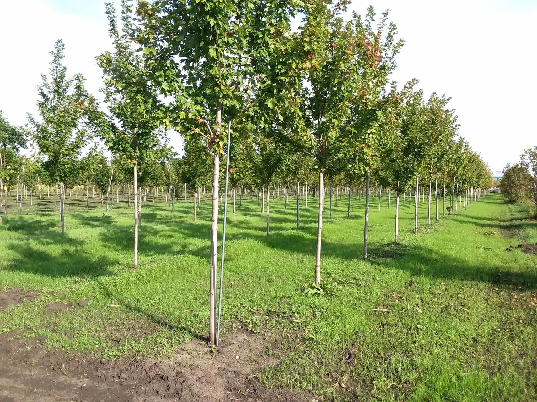 O’Donovan Landscaping nursery Naperville tree nursery Mature Trees